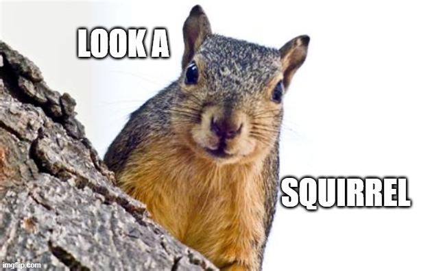 Look A Squirrel